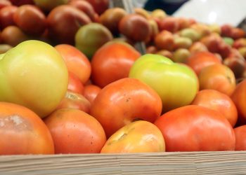 La producción de tomate en República Dominicana mantiene un crecimiento sostenido, impulsado por el desarrollo del cultivo bajo ambiente protegido.