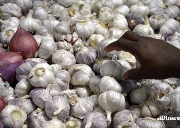 La producción del ajo y la cebolla moviliza todo un sistema de comercialización en República Dominicana. | Lésther Álvarez