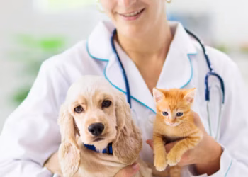 Según la Dirección General de Ganadería (Digega), en República Dominicana hay más de 500 veterinarios registrados oficialmente.