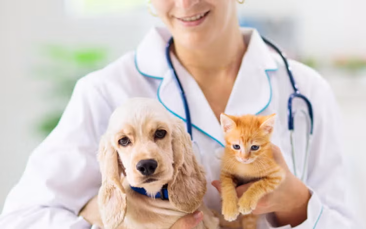 Según la Dirección General de Ganadería (Digega), en República Dominicana hay más de 500 veterinarios registrados oficialmente.