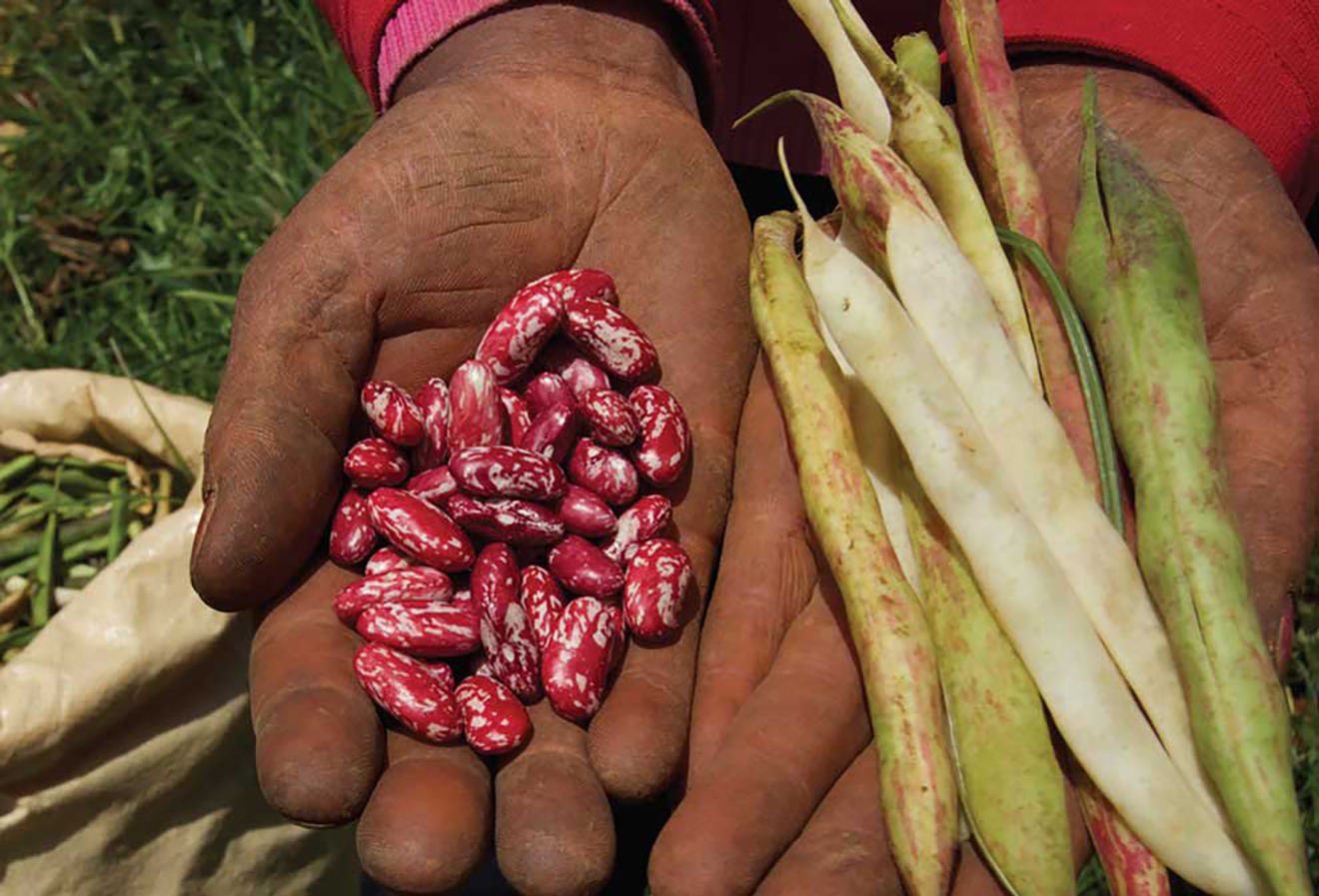 vicini interior la habichuela3