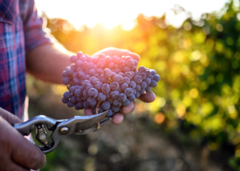 Viticultura - Fuente externa.