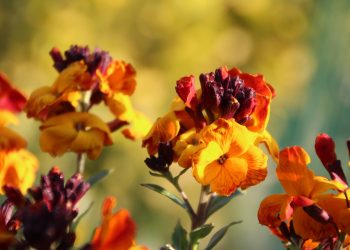 Alhelí flores