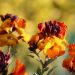 Alhelí flores