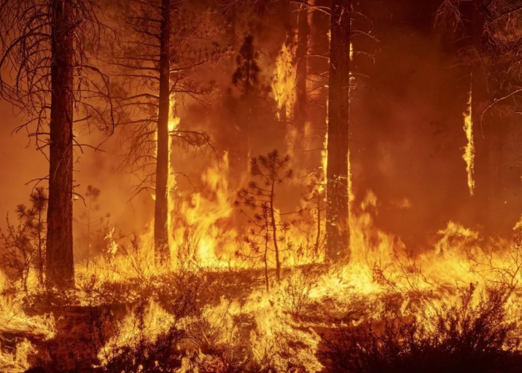 Incendio forestal - Fuente externa.