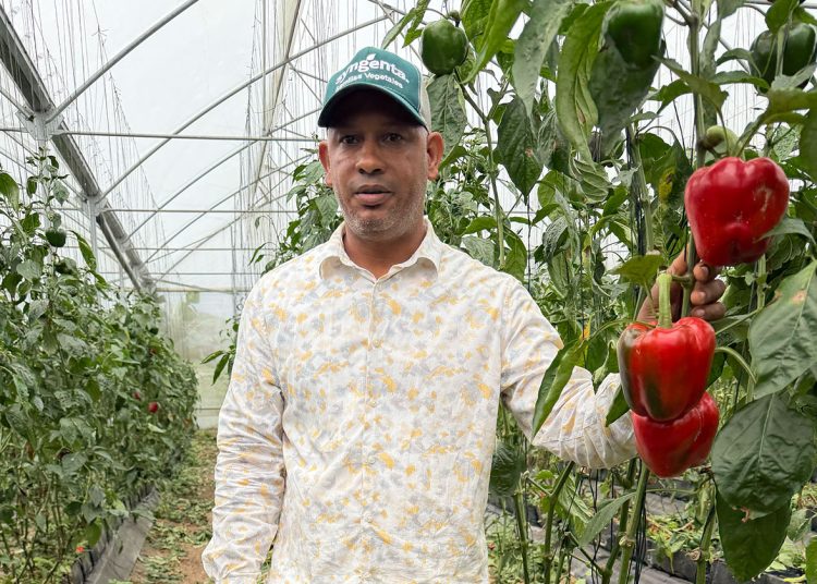 Wilkin Beato espera apoyo técnico continuo del Ministerio de Agricultura y recursos para ampliarse.